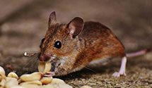 24 Hour & Emergency Exterminators in Bailey Creek, KY